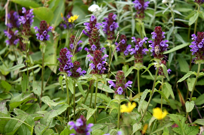 ウツボグサ （靫草）の写真