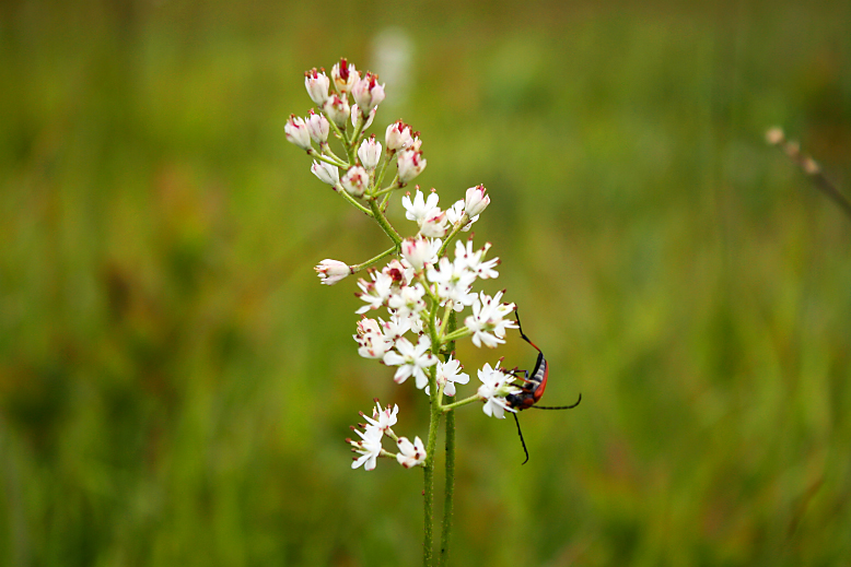 イワショウブ （岩菖蒲）の写真