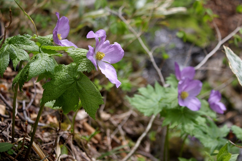 シラネアオイ （白根葵）の写真