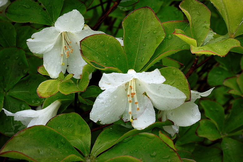 シロヤシオ （白八汐）の写真