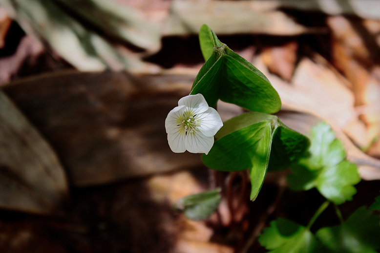 コミヤマカタバミ （小深山片喰）の写真