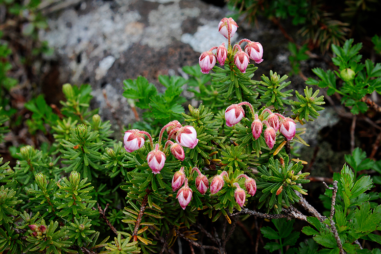 エゾノツガザクラ （蝦夷の栂桜）の写真