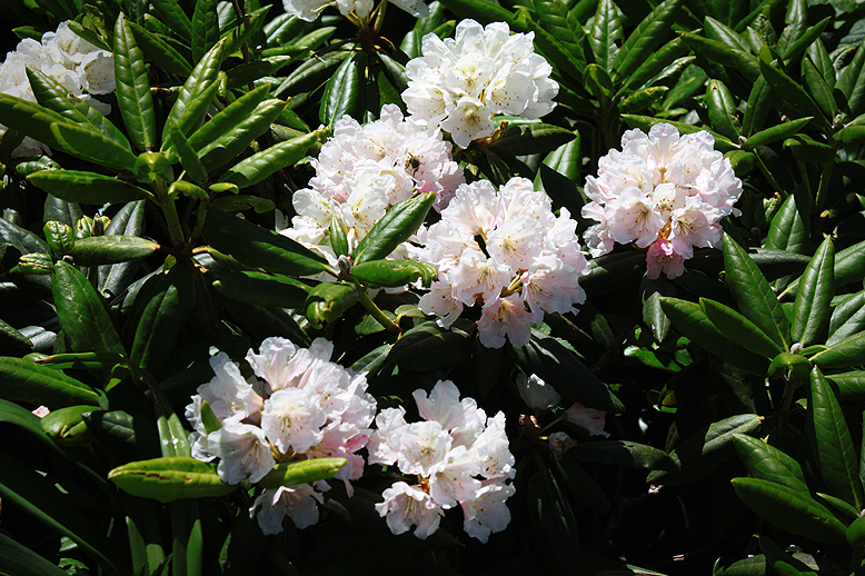 ハクサンシャクナゲ （白山石楠花）の写真