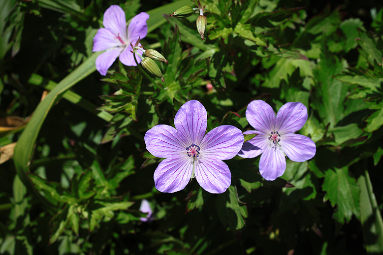 ハクサンフウロ （白山風露）の写真