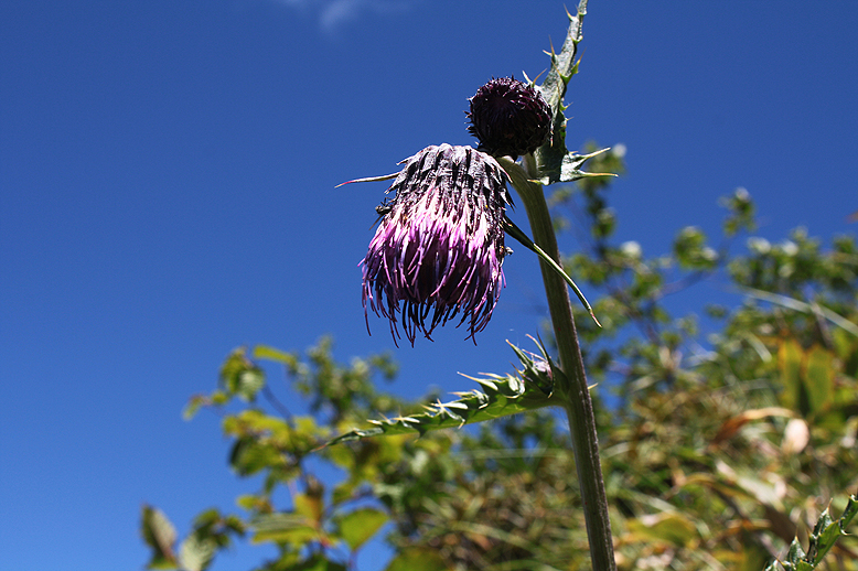 ジョウシュウオニアザミ （上州鬼薊）の写真