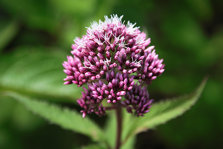 ヨツバヒヨドリ （四葉鵯）の写真