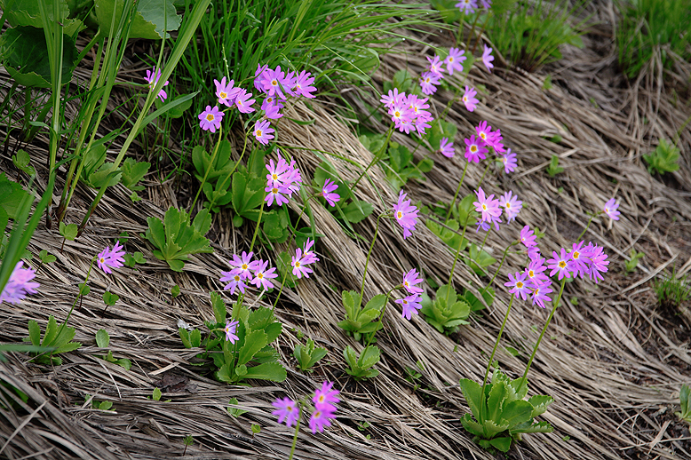 ハクサンコザクラ