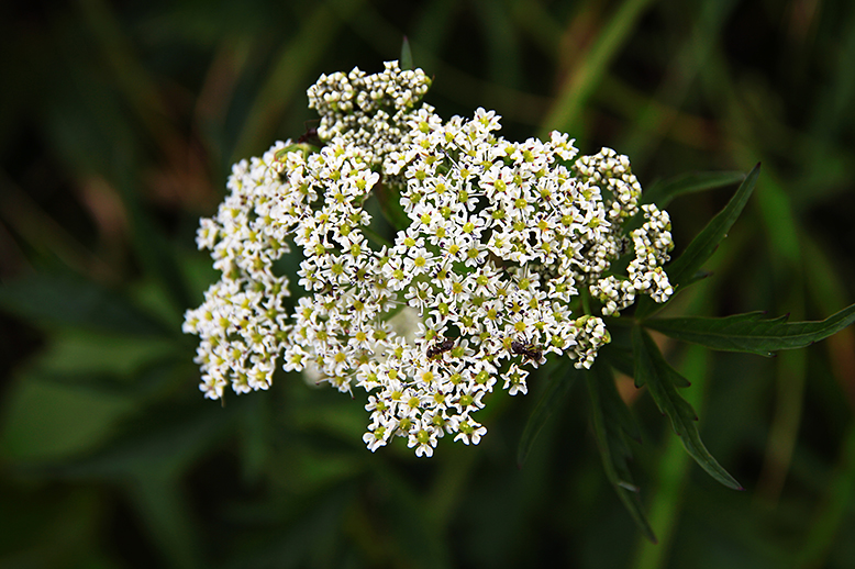 ハクサンボウフウ （白山防風）の写真