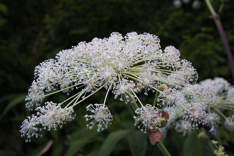 ミヤマシシウド （深山猪独活）の写真