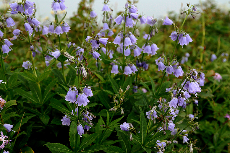 ハクサンシャジン （白山沙参）の写真