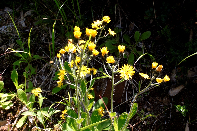 ミヤマコウゾリナ （深山顔剃菜）の写真