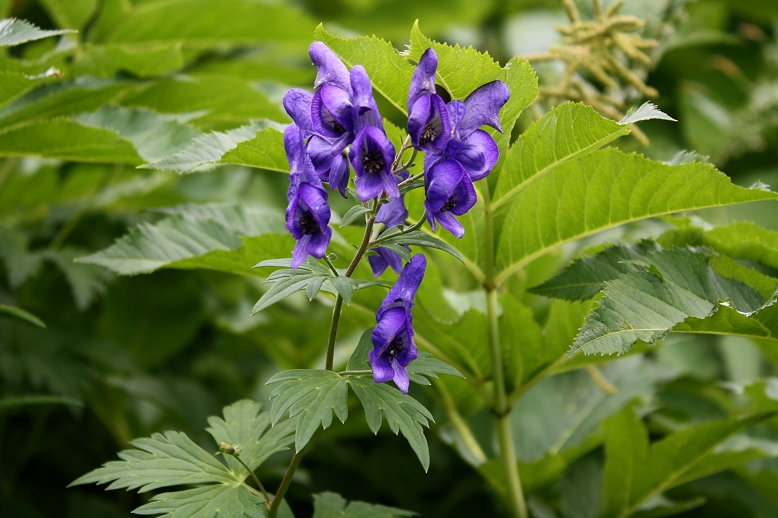 ミヤマトリカブト （深山鳥兜）の写真