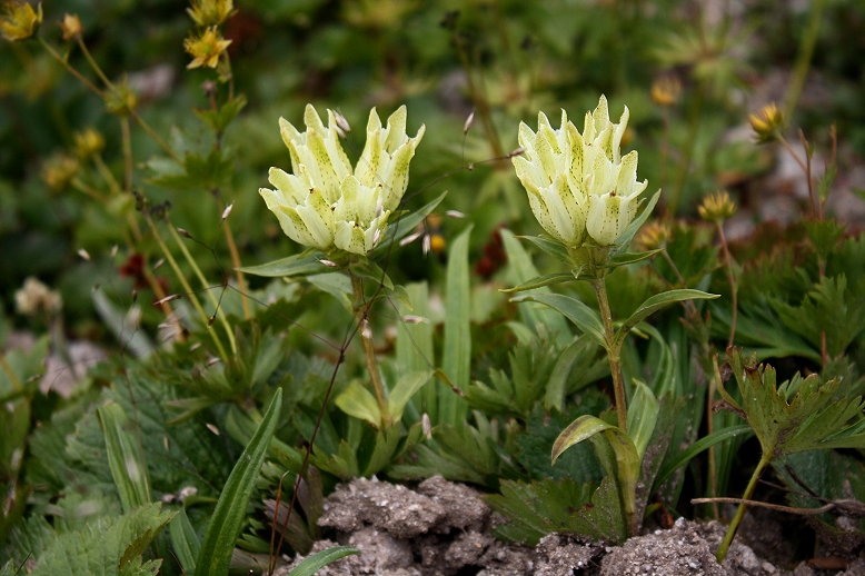トウヤクリンドウ （当薬竜胆）の写真