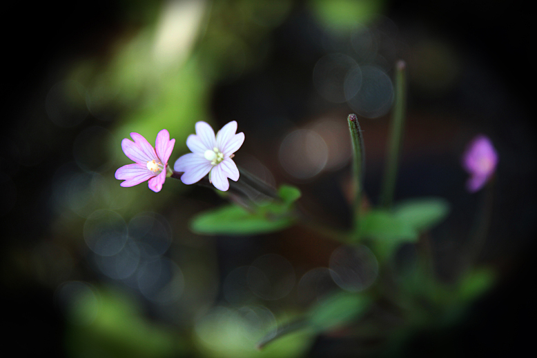 イワアカバナ （岩赤花）の写真