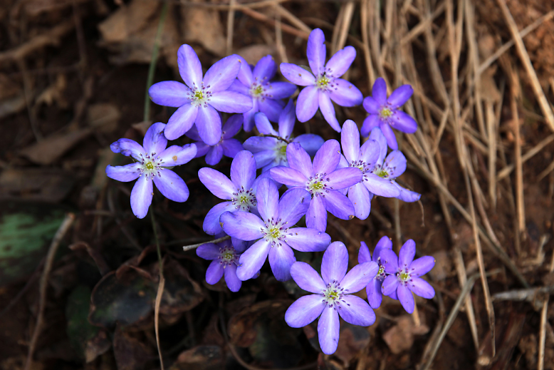 オオミスミソウ （大三角草）の写真