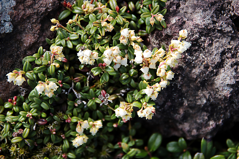 コメバツガザクラ （米葉栂桜）の写真
