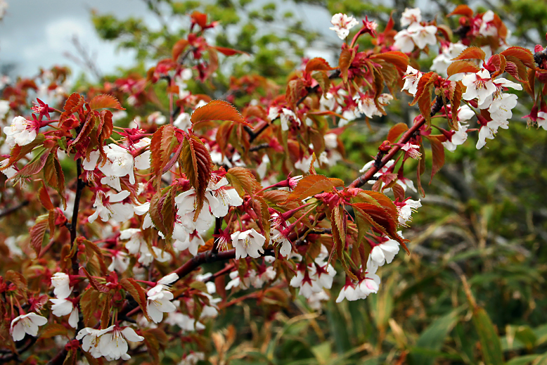 タカネザクラ （高嶺桜）の写真