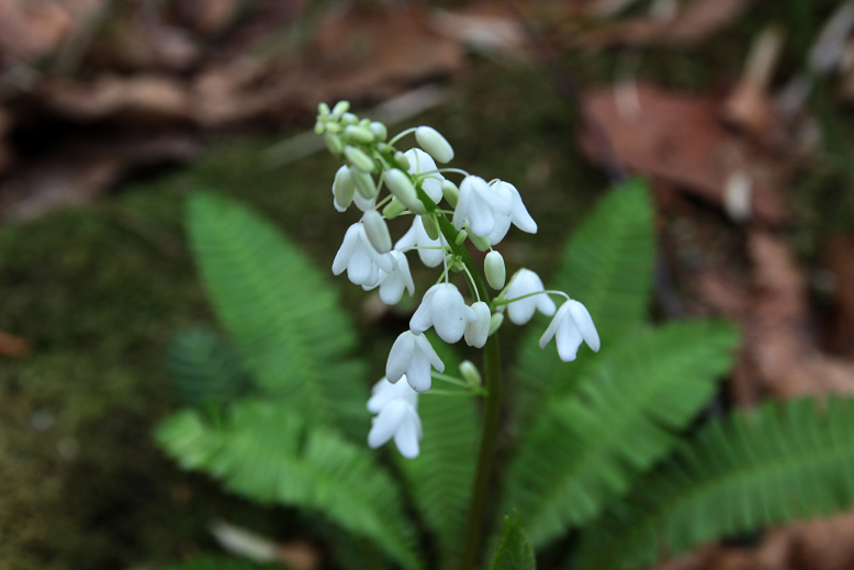 オサバグサ （筬葉草）の写真