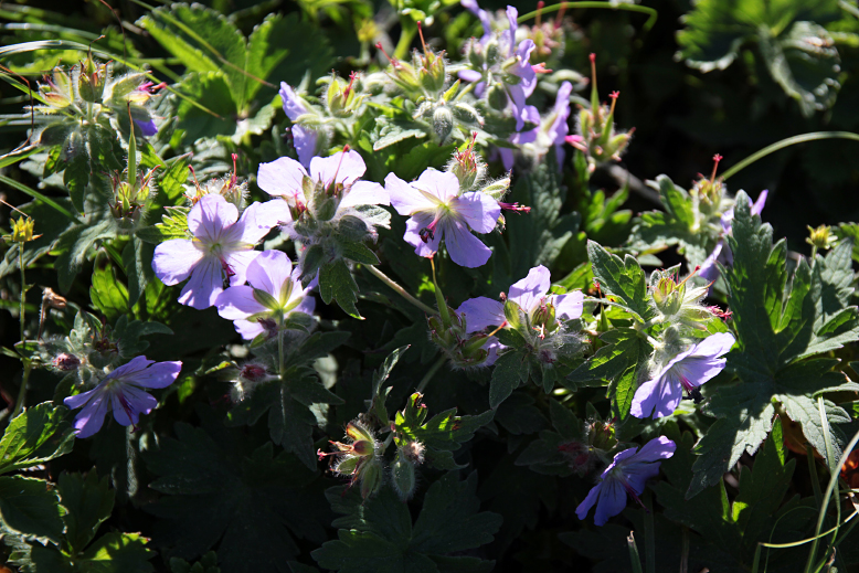 チシマフウロ （千島風露）の写真