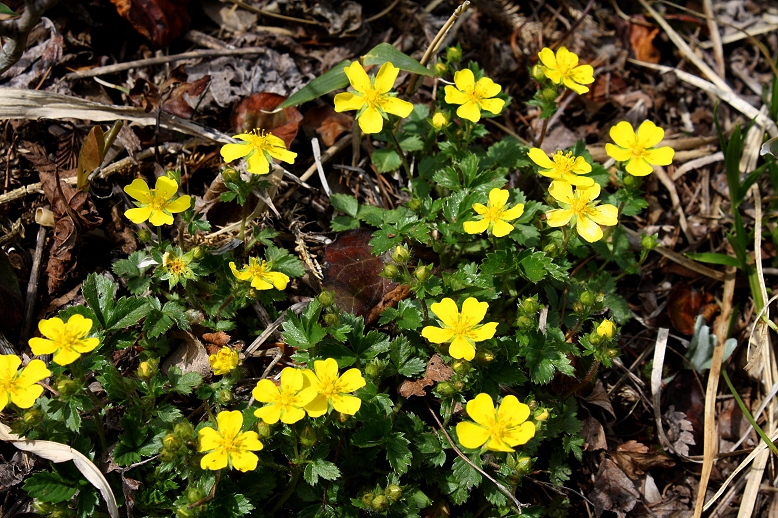 エチゴキジムシロ （越後雉筵）の写真