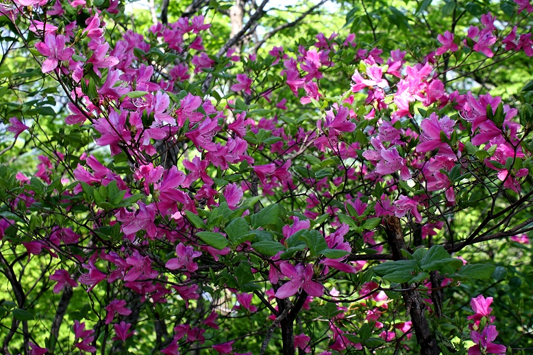 トウゴクミツバツツジ （東国三葉躑躅）の写真