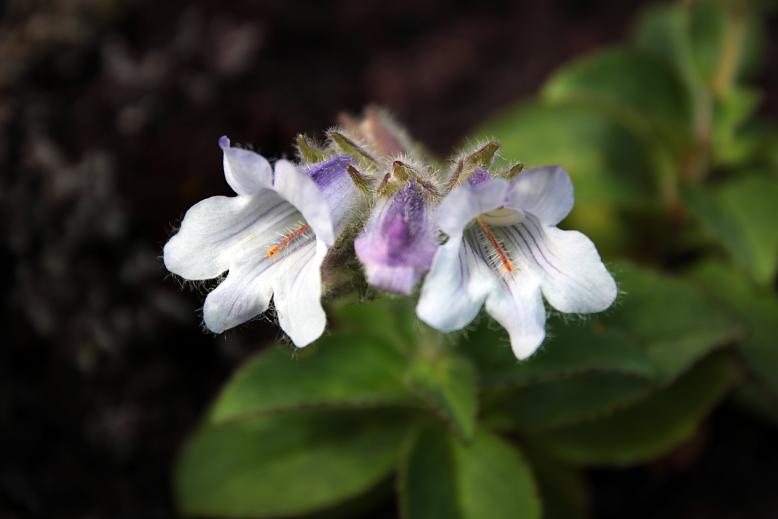 イワブクロ （岩袋）の写真