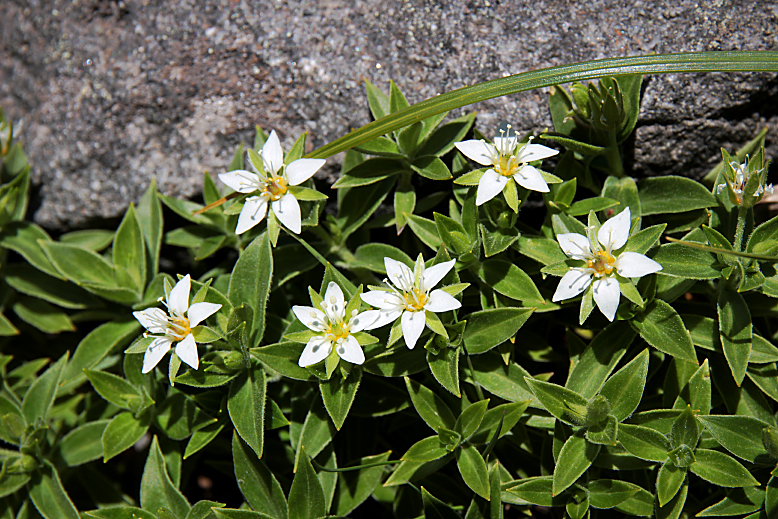 チョウカイフスマ （鳥海衾）の写真