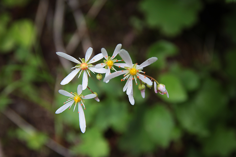 ミヤマダイモンジソウ （深山大文字草）の写真