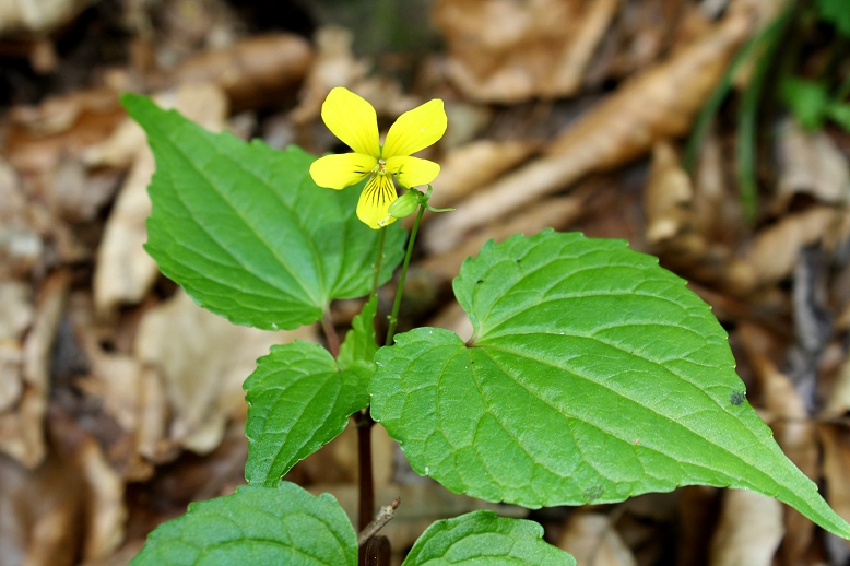 オオバキスミレ （大葉黄菫）の写真