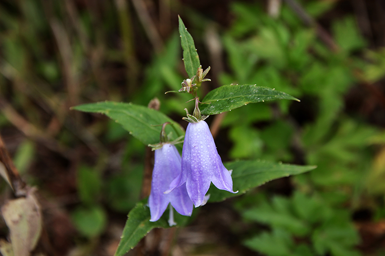 ミヤマシャジン （深山沙参）の写真