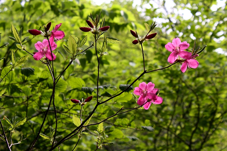 ムラサキヤシオ （紫八汐）の写真