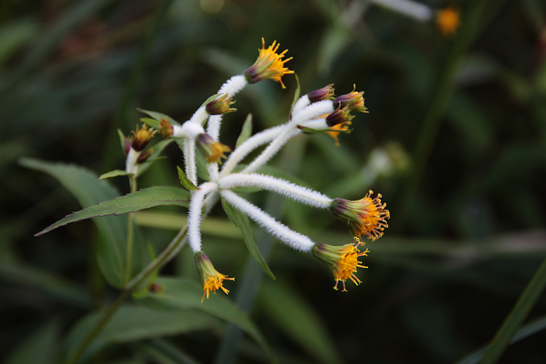 チョウジギク （丁字菊）の写真