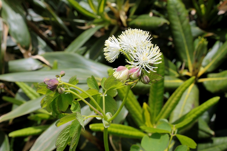 カラマツソウ （落葉松草）の写真