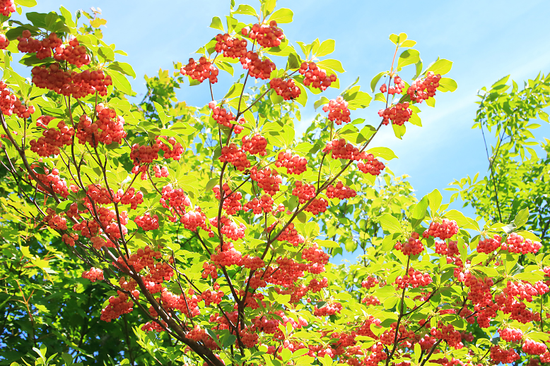 サラサドウダン （更紗灯台）の写真