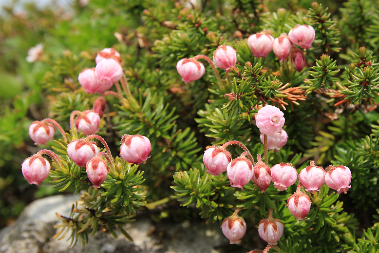 エゾノツガザクラ （蝦夷の栂桜）の写真