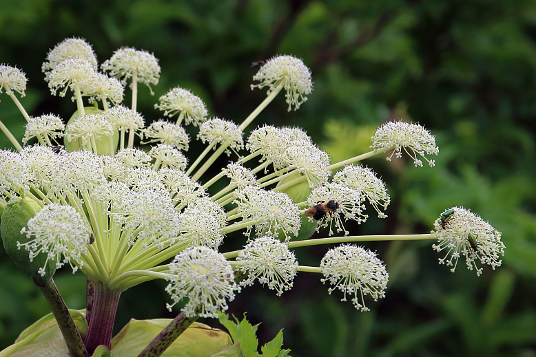 エゾニュウ （蝦夷ニュウ）の写真