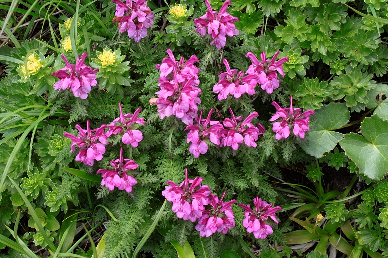 ミヤマシオガマ （深山塩釜）の写真