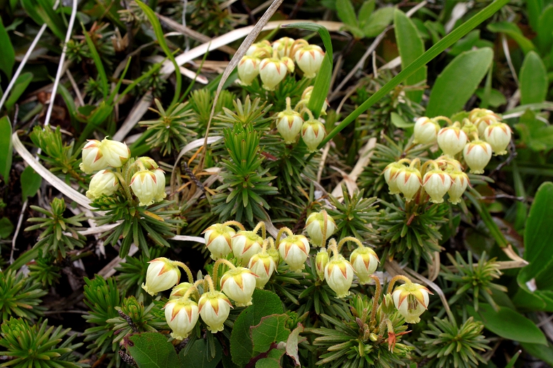 アオノツガザクラ （青の栂桜）の写真