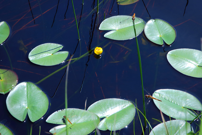 オゼコウホネ （尾瀬河骨）の写真