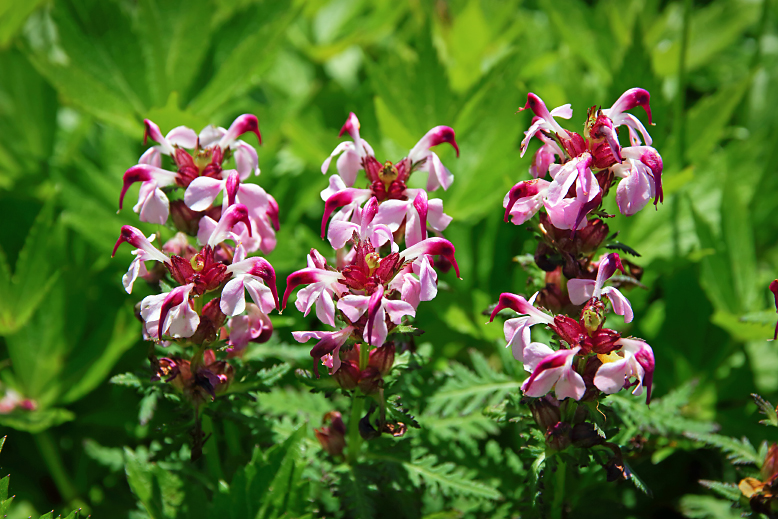 ヨツバシオガマ （四葉塩釜）の写真