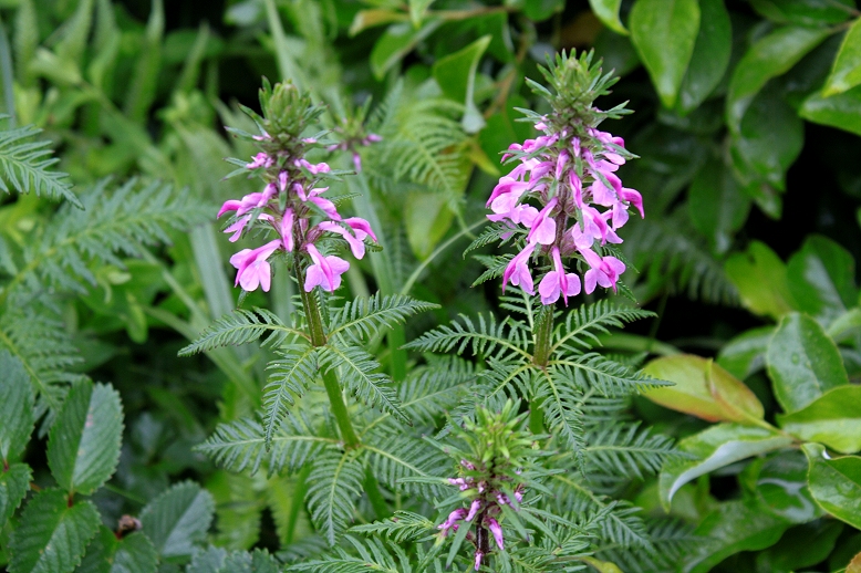 キタヨツバシオガマ （北四葉塩釜）の写真