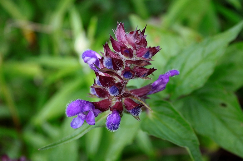 タテヤマウツボグサ （立山靫草）の写真