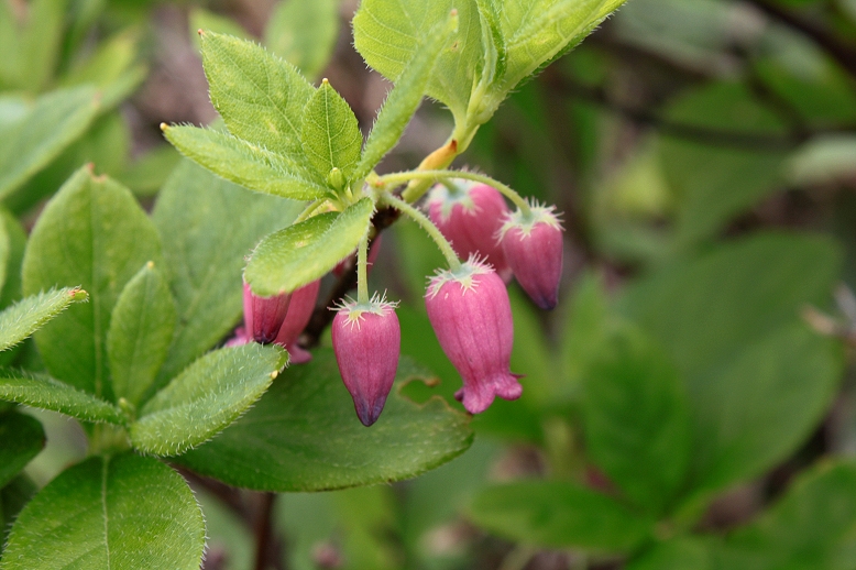 ガクウラジロヨウラク （萼裏白瓔珞）の写真