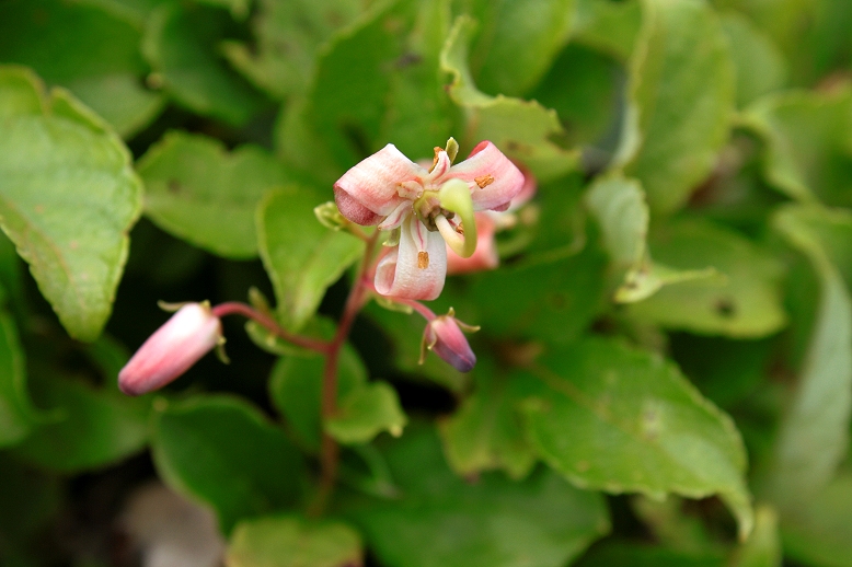 ミヤマホツツジ （深山穂躑躅）の写真
