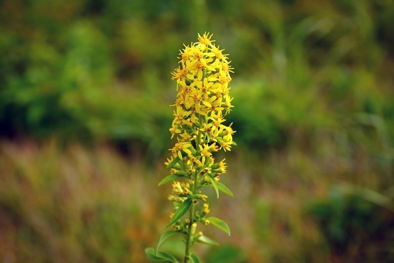 アキノキリンソウ （秋の麒麟草）の写真