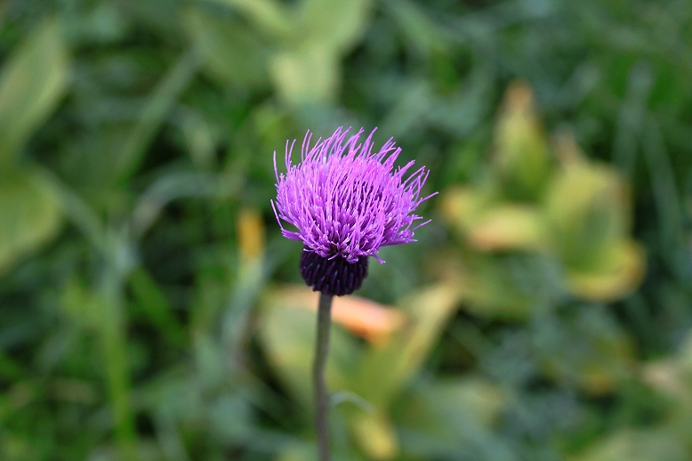 ノアザミ （野薊）の写真
