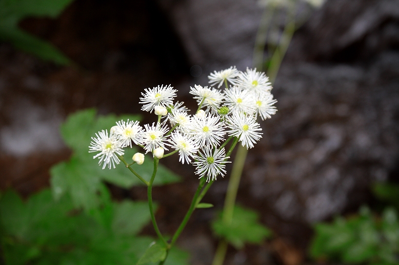 モミジカラマツ （紅葉落葉松）の写真