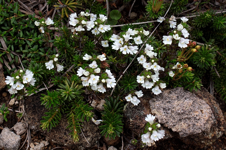 ミヤマコゴメグサ （深山小米草）の写真