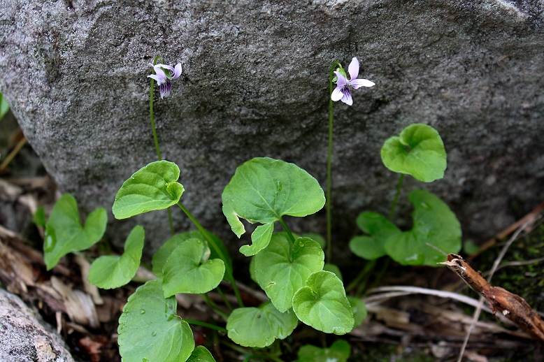 ウスバスミレ （薄葉菫）の写真