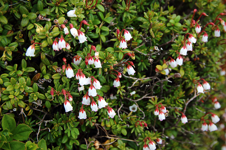 ツガザクラ （栂桜）の写真